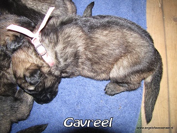 Gaveel